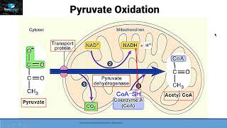 Aerobic Respiration Part 2 Pyruvate oxidation [upl. by Selhorst]