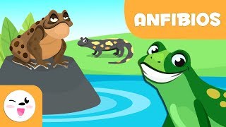 Los anfibios para niños  Animales vertebrados  Ciencias naturales para niños [upl. by Enrico937]