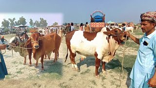 Sahiwal Cholistani Bachra Latest Price In Luddan Mandi  Bachra Farming  Luddan Mandipk [upl. by Camile49]