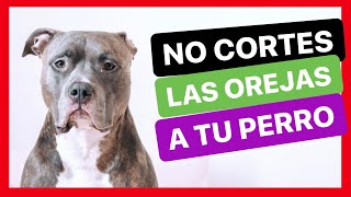 ⛔️ CORTAR las OREJAS a los PERROS ⛔️  Por qué NO debes HACERLO [upl. by Charity968]