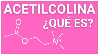 ¿Qué es la ACETILCOLINA ✅ y cuál es su función ¿El NEUROTRANSMISOR de la MEMORIA [upl. by Liryc]