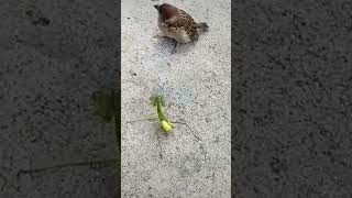 fighting mantis vs bird shorts mantis birds [upl. by Pressey]