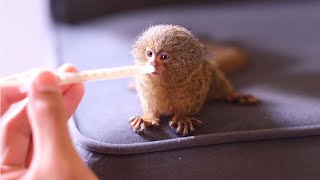 Adorable smallest marmoset monkey [upl. by Ahsym]