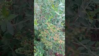 Henna  Lawsonia inermis leaves Seed shorts short satisfying trending garden nature viral [upl. by Traggat]