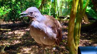 The Amazing Lyrebird The Best Songbird  طائرالقثارة أفضل طائر مغرد [upl. by Narod]