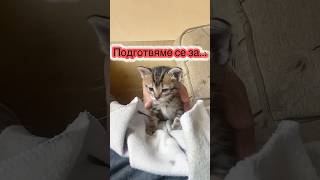 Време е за…🥹🥰 котка котенце бебекоте [upl. by Worra860]