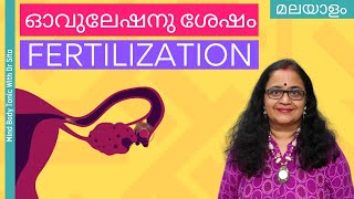 Ovulation കഴിഞ്ഞു എത്ര ദിവസത്തിനുള്ളിൽ Fertilization നടക്കും MBT [upl. by Eelahs]