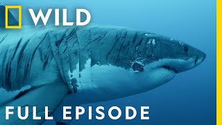 Shark Strike Tranquility to Terror Full Episode  When Sharks Attack [upl. by Woll]