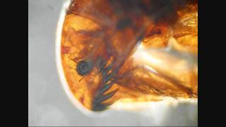 Flea Under a Microscope [upl. by Rol249]