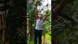 Panen buah jeruk bali di belakang rumah buahnya yang super jumbo Jerukbali Superjumbo Didesa [upl. by Graubert]