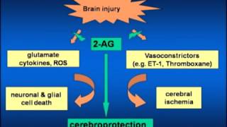 Brain Trauma Neuroprotection amp Cannabinoids [upl. by Attolrahc860]