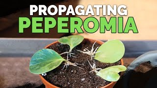 How to Propagate Peperomia 2 Easy Methods [upl. by Marvin]