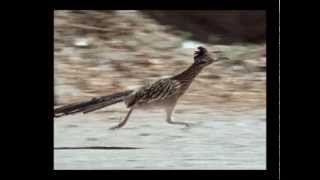 Roadrunner 26 mph [upl. by Fasta]