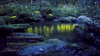 Tennessee Fireflies Real Time Stock Footage of Synchronous Fireflies 2 [upl. by Ensign]