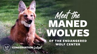 Meet the Maned Wolves of the Endangered Wolf Center [upl. by Ynaiffit]