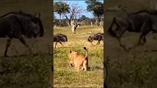 Lions Silent Strike Deadly Ambush on an Unsuspecting Wildebeest [upl. by Kudva106]