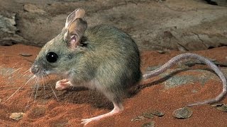 Desert Hopping Mouse [upl. by Mylan606]