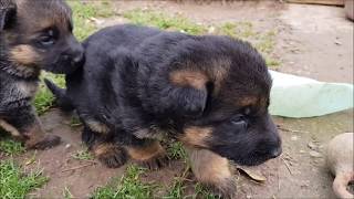 chiots berger allemand video du 28 11 2019 [upl. by Diantha]