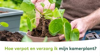 KAMERPLANTEN  Hoe verpot en verzorg ik mijn kamerplant [upl. by Pinchas960]