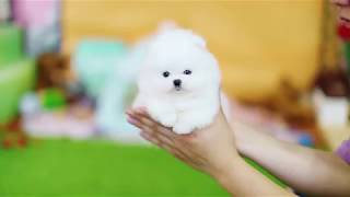 Teacup Pomeranian puppy so cute [upl. by Anyg]