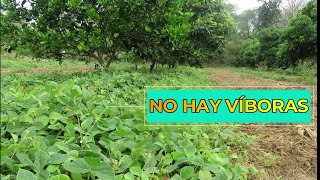 🐍 No hay Víboras dentro de la Soya Forrajera ¿Por qué  Coberturas para Manejo de Arvenses [upl. by Ayerhs308]