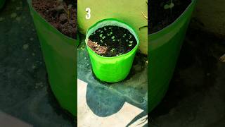 Grow Radish At Home quotTIMELAPSEquot [upl. by Wallach]