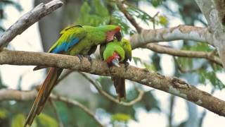 Guacamaya Verde Limón Cantando Sonido para Llamar El Mejor [upl. by Eckardt]