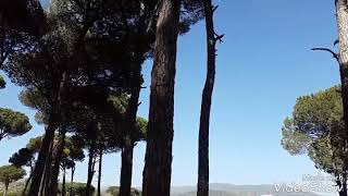 The World Cedar Trees in Lebanon [upl. by Davita]