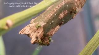 Parasitic Wasps Emerging from Dainty Swallowtail Chrysalis [upl. by Olivie]