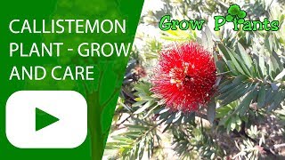 Callistemon plant  growing and care [upl. by Evangelin]