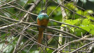 Rufoustailed Jacamar calling [upl. by Anivid]