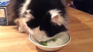 The Oreo Cat Broccoli gremlin [upl. by Enyrhtac]