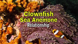 Clownfish Sea Anemone Relationship [upl. by Kcirde]