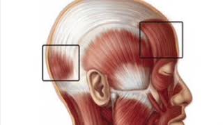 Occipitofrontalis Muscle Subliminal [upl. by Tupler]