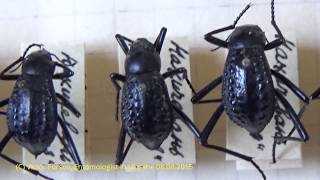 Unique Collection Darkling Beetle Adesmia pulcherrima Tenebrionidae Coleoptera in Kiev Ukraine [upl. by Nalyak]