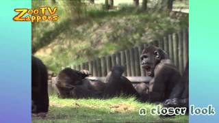 Zoo Safari  birth of a baby Gorilla [upl. by Tadeas675]