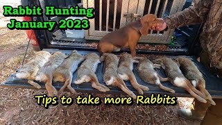 Hunting rabbits with fast dogsHow to train dogs to run rabbitsRabbit hunting in South Carolina [upl. by Astraea]