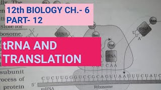 Class 12 biology chapter 6part 12tRNA and translationby study with Farru [upl. by Harim572]