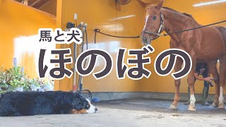 いつも吠えるのに今日はアドマイヤジャパンの手入れにお付き添いする犬のバニー [upl. by Asel]