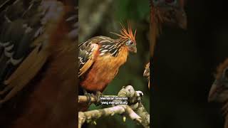 Burung hoatzin shorts feedshorts florafauna faktamenarik faktaunik birds [upl. by Honor]