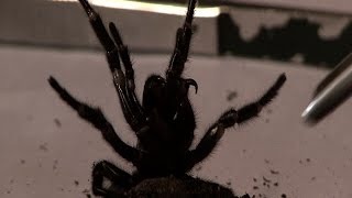 Milking a deadly FunnelWeb Spider  Pt 2 [upl. by Nicol]