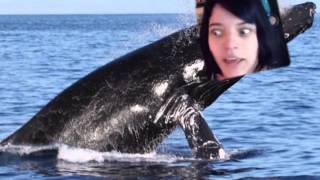 Brittany Ventis Humpback whale sounds [upl. by Enialed868]