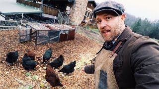 How I feed SIX Chickens for FREE [upl. by Adnorehs]