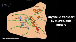 Organelle transport by microtubule motors [upl. by Clarance242]