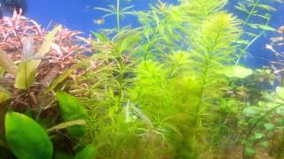 Parrots Feather Myriophyllum aquaticum [upl. by Deane313]