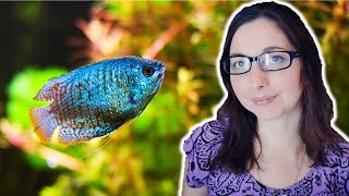 DWARF GOURAMI CARE GUIDE 🐟 Basic Care For The Dwarf Gourami [upl. by Canica]