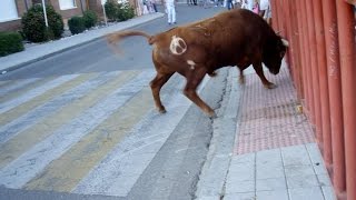 ENCIERROS DE LAS FIESTAS DE TUDELA DE DUERO 2014 [upl. by Rebna]