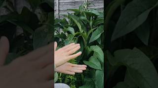 Using Comfrey as an Organic Fertilizer fertilizer comfrey [upl. by Tremayne]