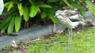 BushStone curlews making their strange quotwailingquot calls [upl. by Aremus]