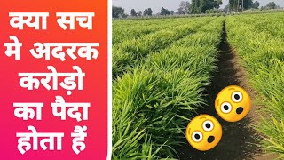 अदरक की खेती से क्या सच में लाखों करोड़ों रुपए काम सकता है😲adrak ki kheti [upl. by Miza]